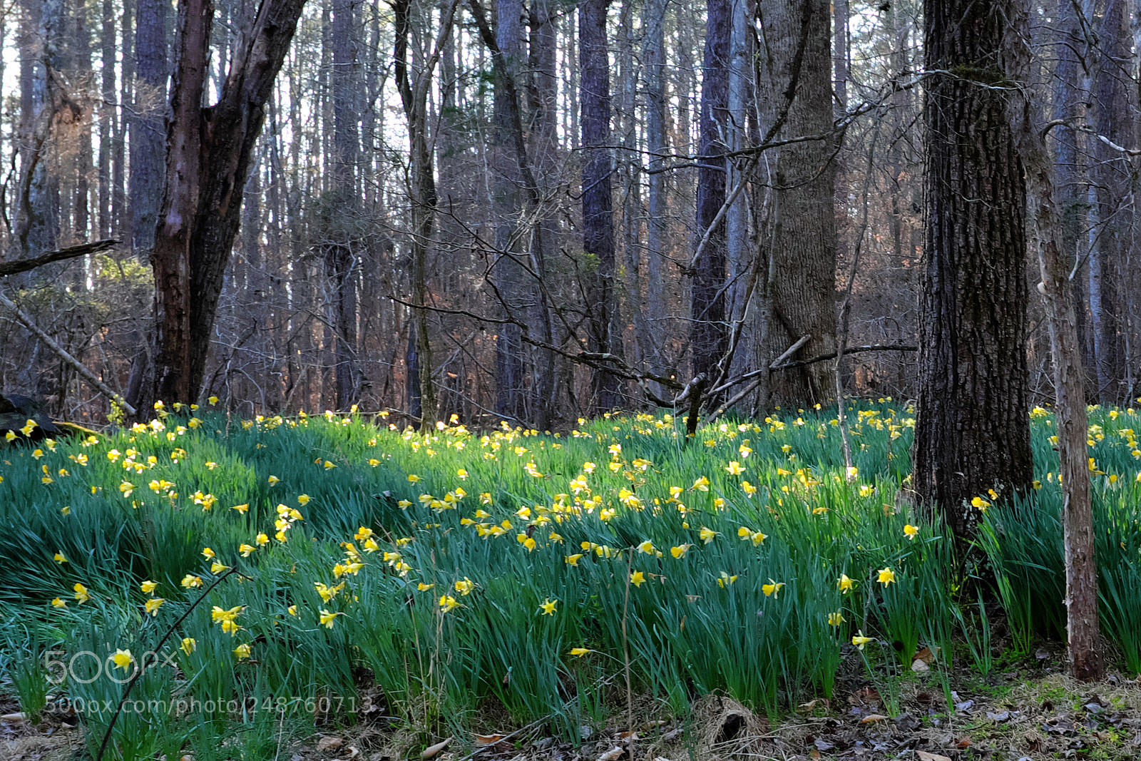 Fujifilm X100S sample photo. Eno river state park photography