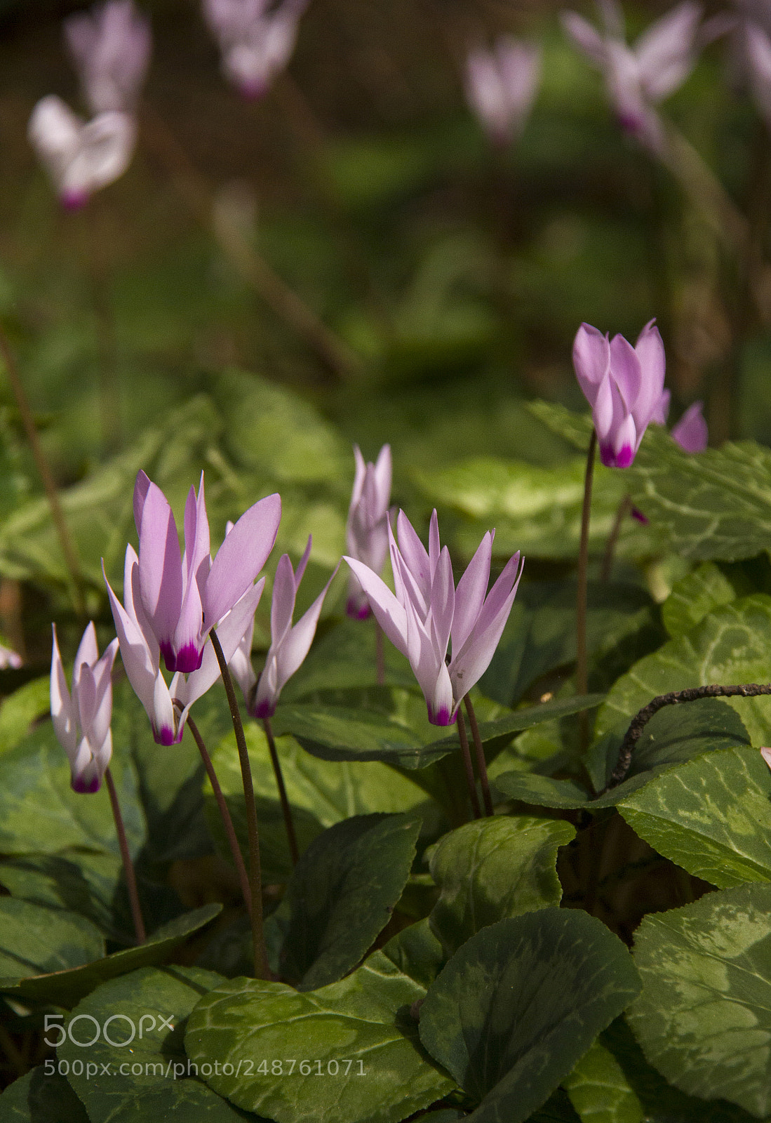 Canon EOS 550D (EOS Rebel T2i / EOS Kiss X4) sample photo. Wild cyclamens close up.cyclamen photography