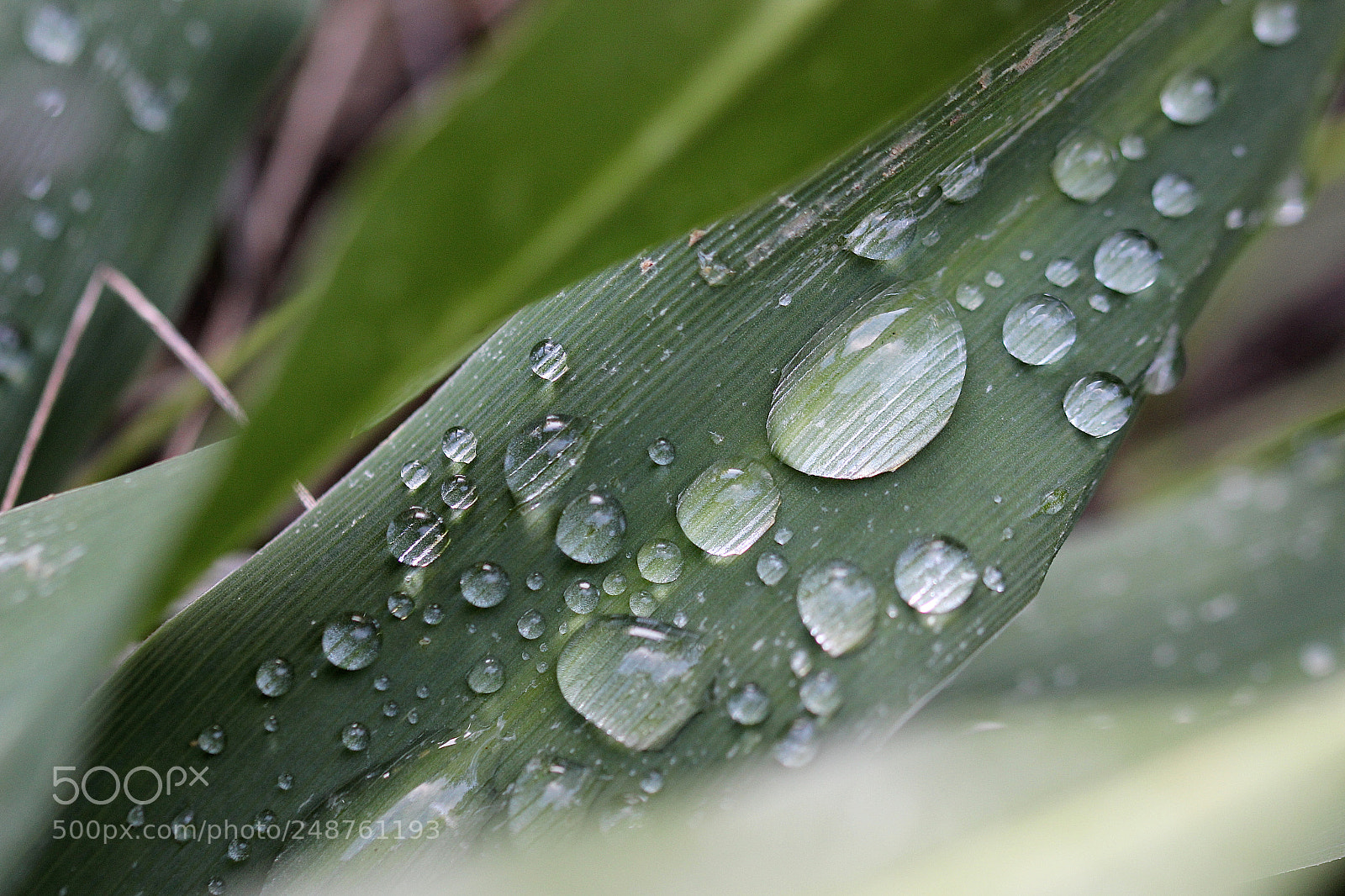Canon EOS 600D (Rebel EOS T3i / EOS Kiss X5) sample photo. Just green photography