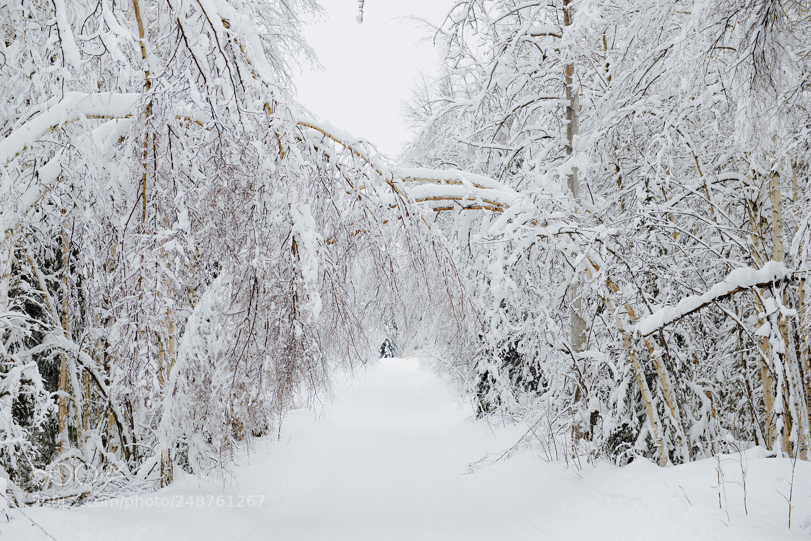 Nikon D800 sample photo. Fairbanks photography
