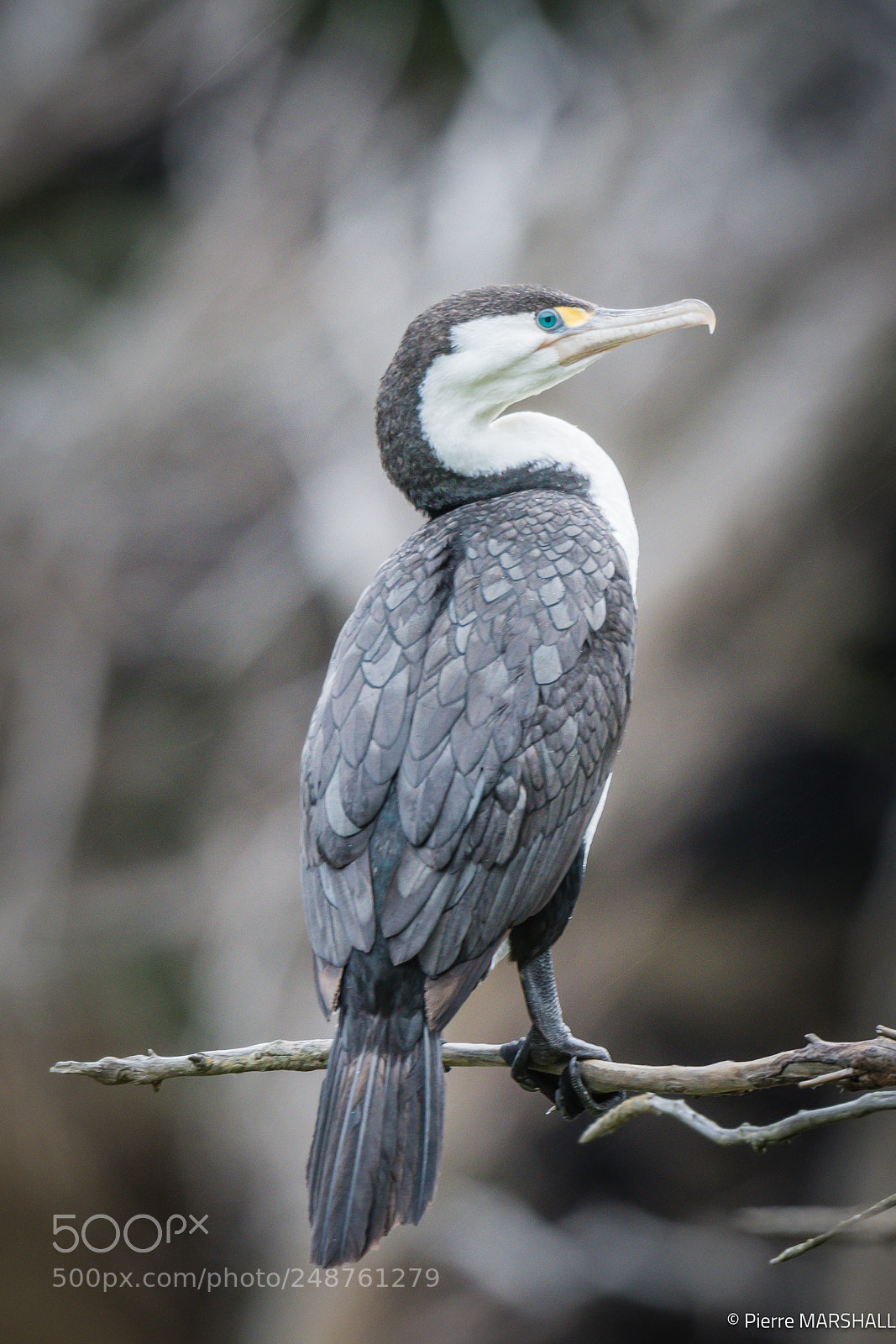 Nikon D500 sample photo. Pied shag on a photography
