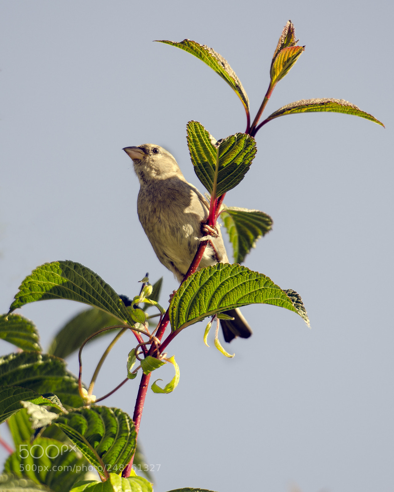 Nikon D7000 sample photo. Perched photography