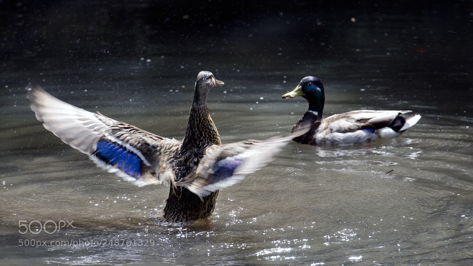 Nikon D7000 sample photo. Showoff! photography