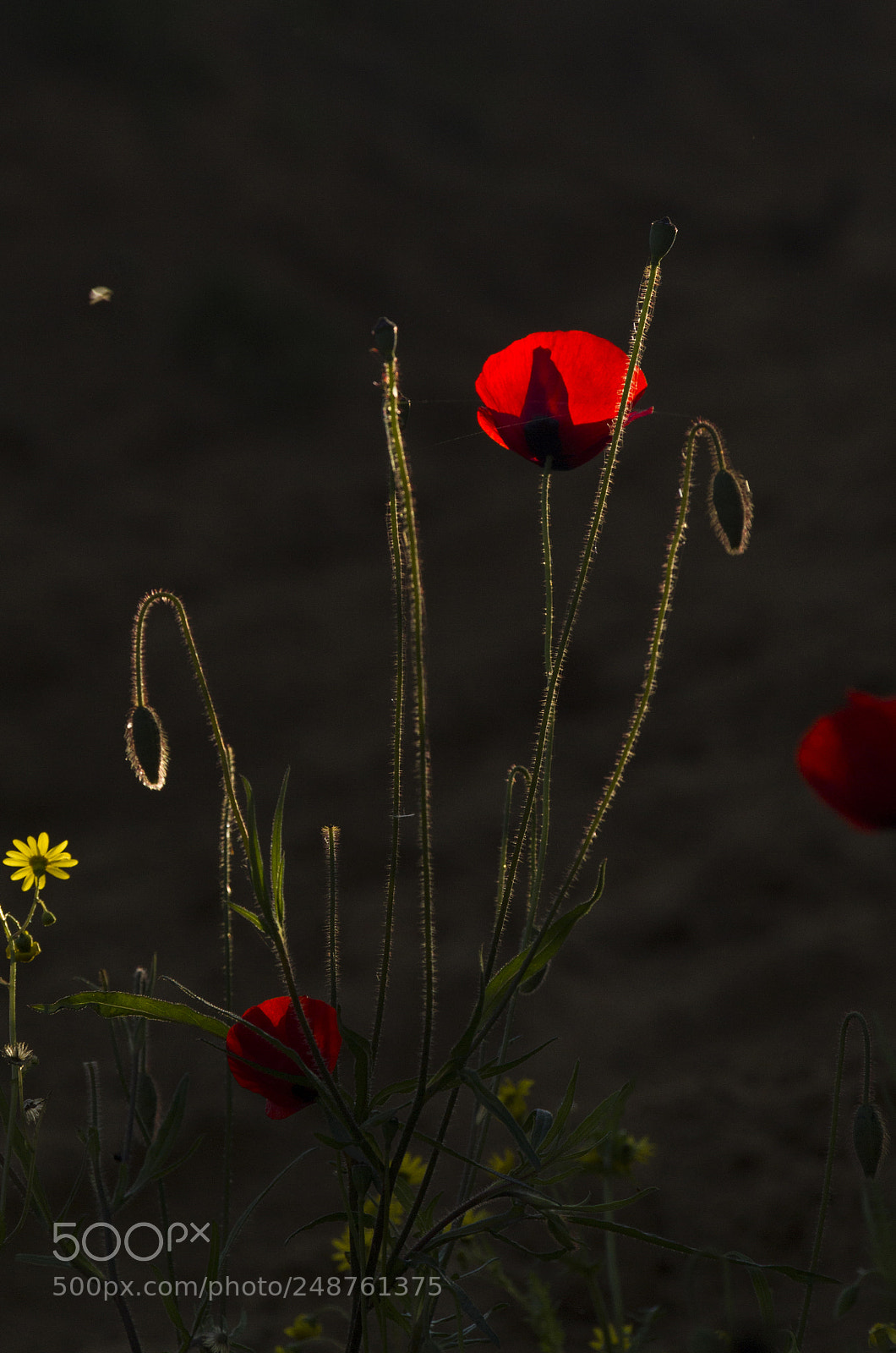 Canon EOS 550D (EOS Rebel T2i / EOS Kiss X4) sample photo. Wild poppy backlight photography