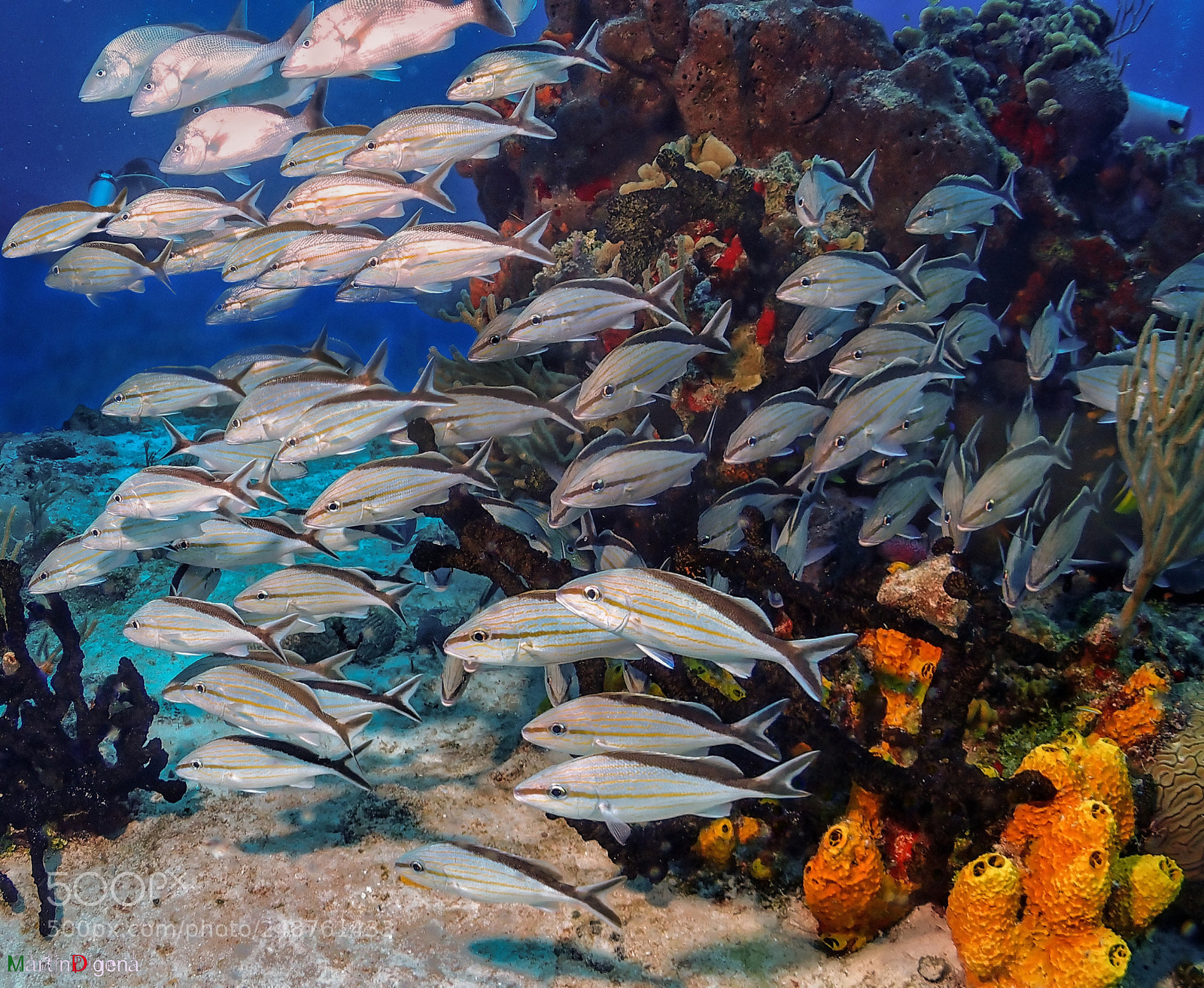 Olympus TG-4 sample photo. Cozumel  photography