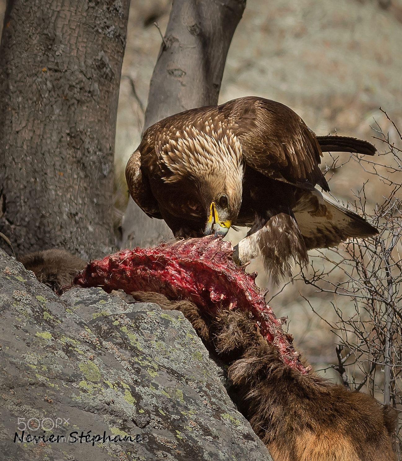 Canon EOS-1D X sample photo. Royal eagle - france photography