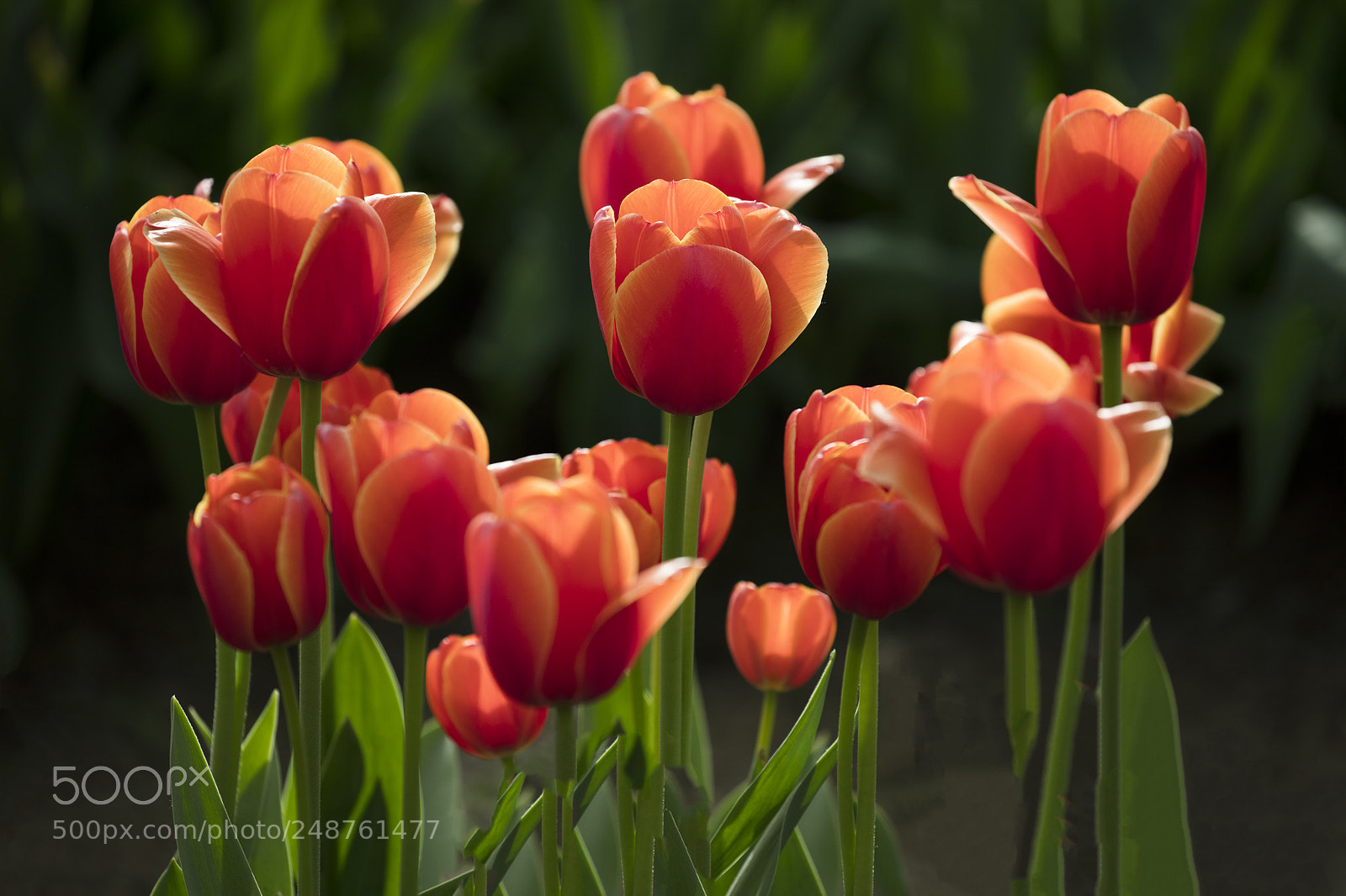 Canon EOS 5DS sample photo. Tulip photography