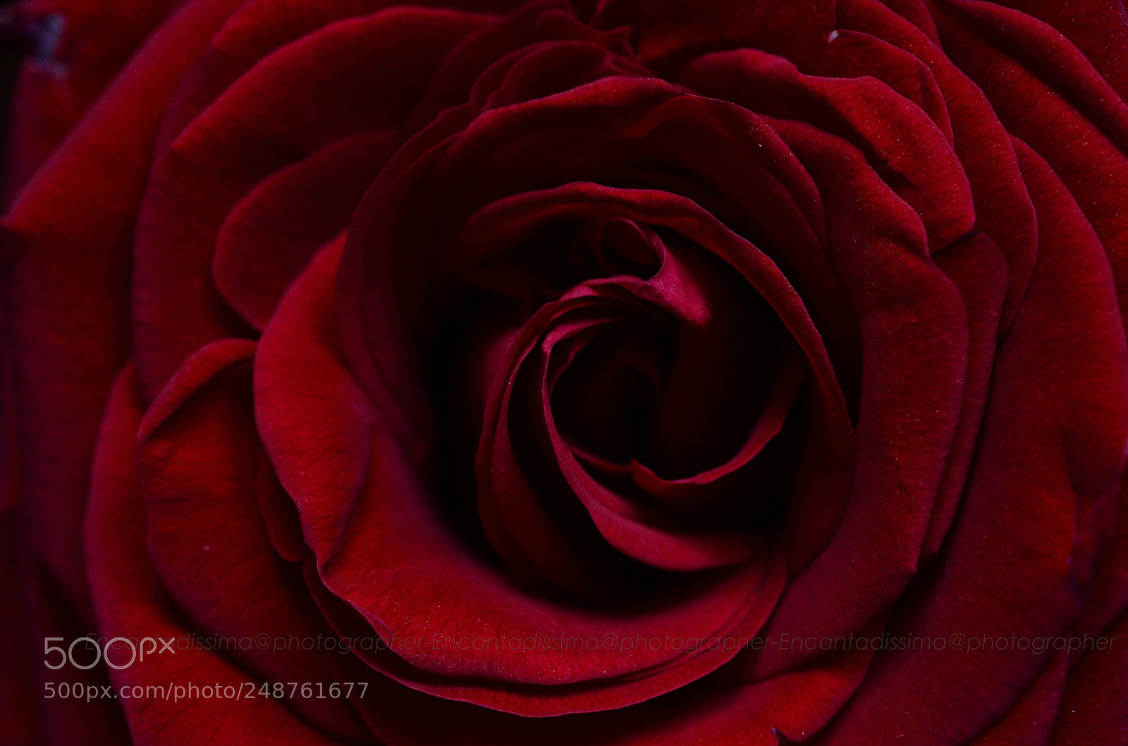 Nikon D7000 sample photo. Simply red photography