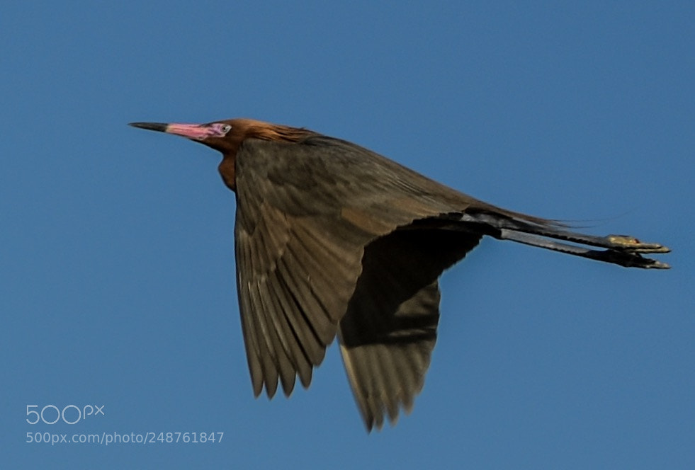 Nikon D5100 sample photo. Al vuelo photography