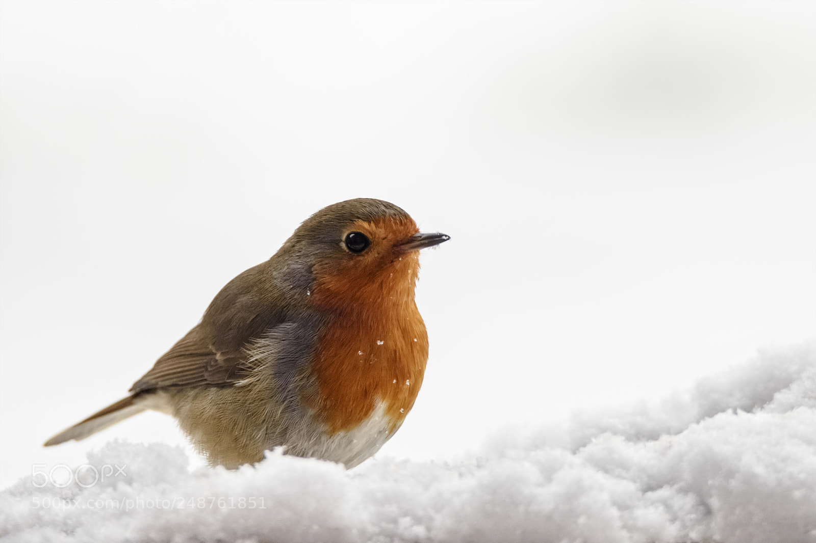 Nikon D7200 sample photo. European robin photography