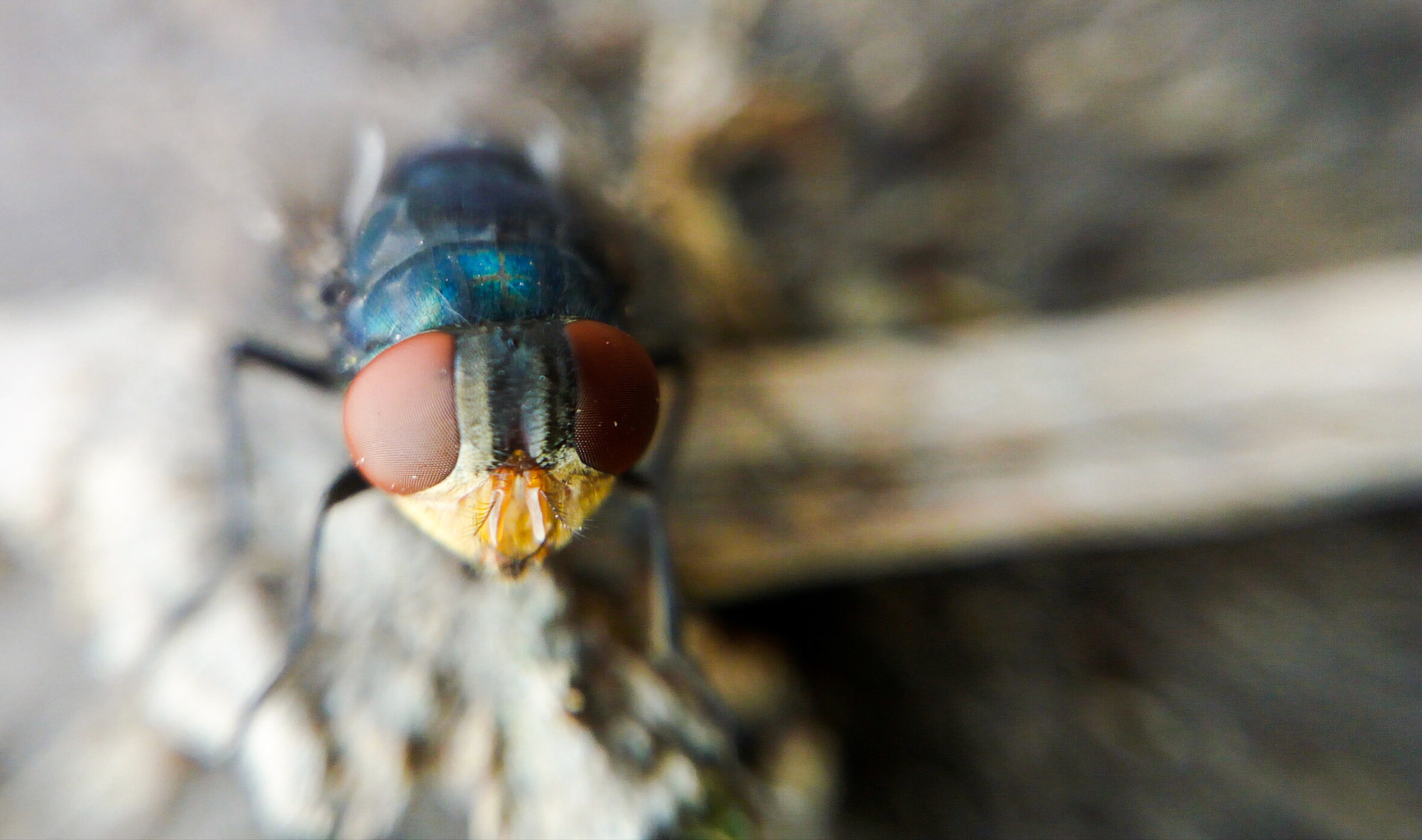 HUAWEI GR3 sample photo. Lazy fly photography