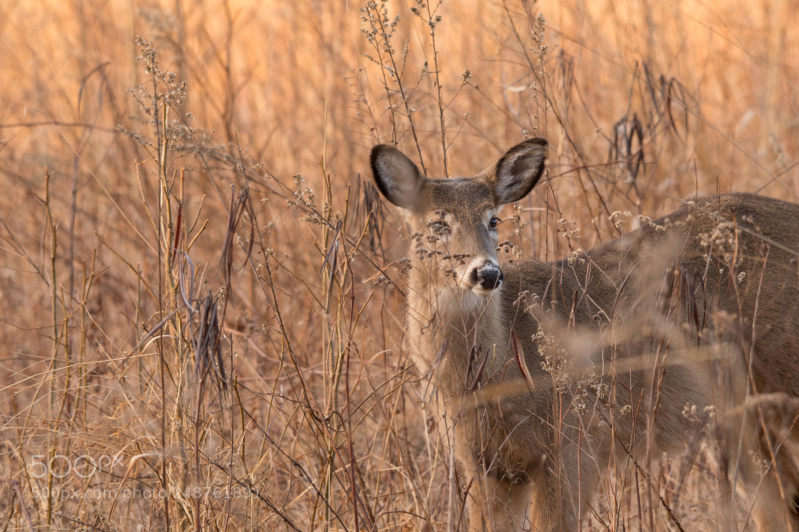 Nikon D500 sample photo. Curiosity photography