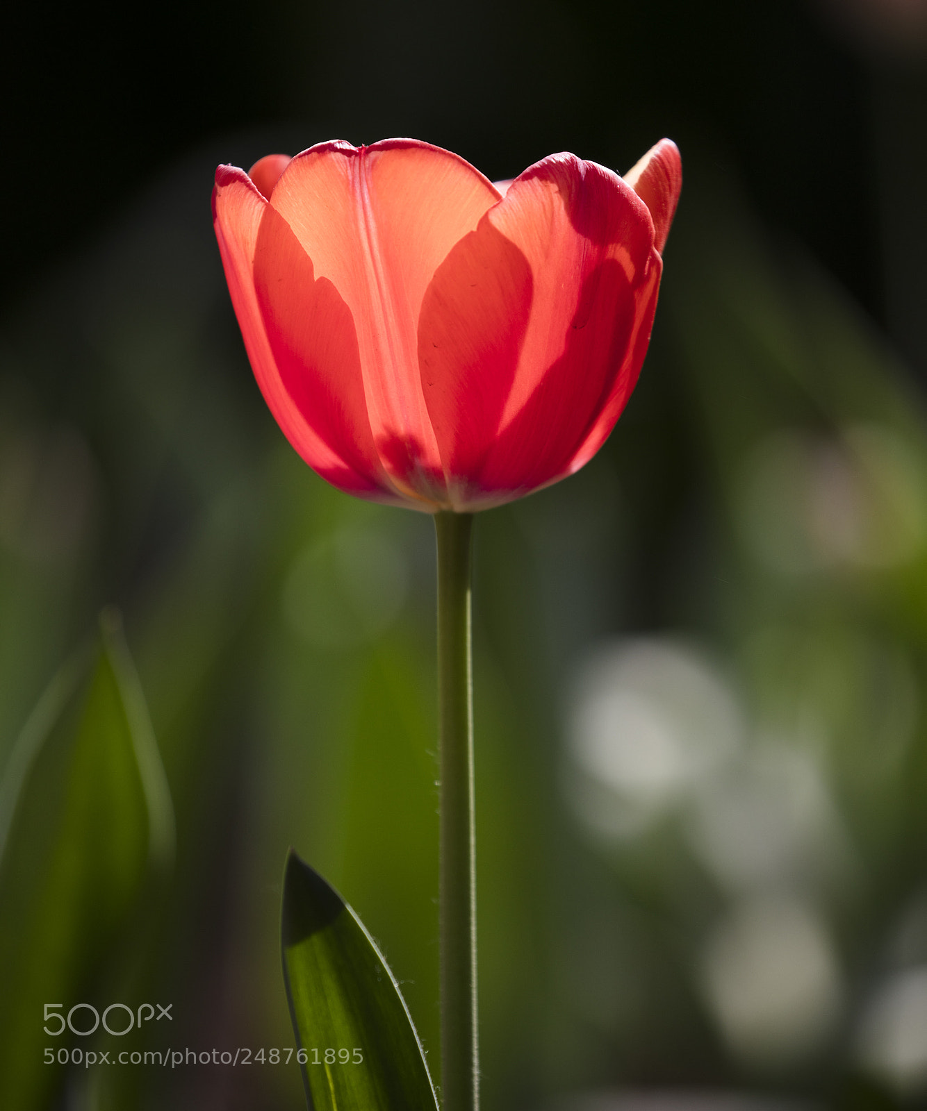 Canon EOS 5DS sample photo. Tulip photography