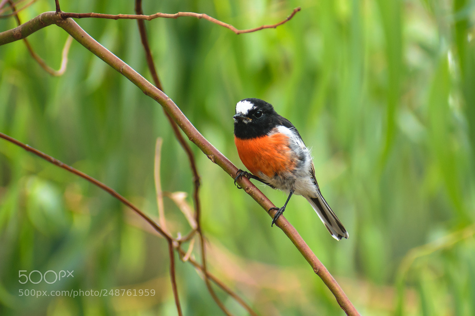 Nikon D5300 sample photo. Scarlet robin photography