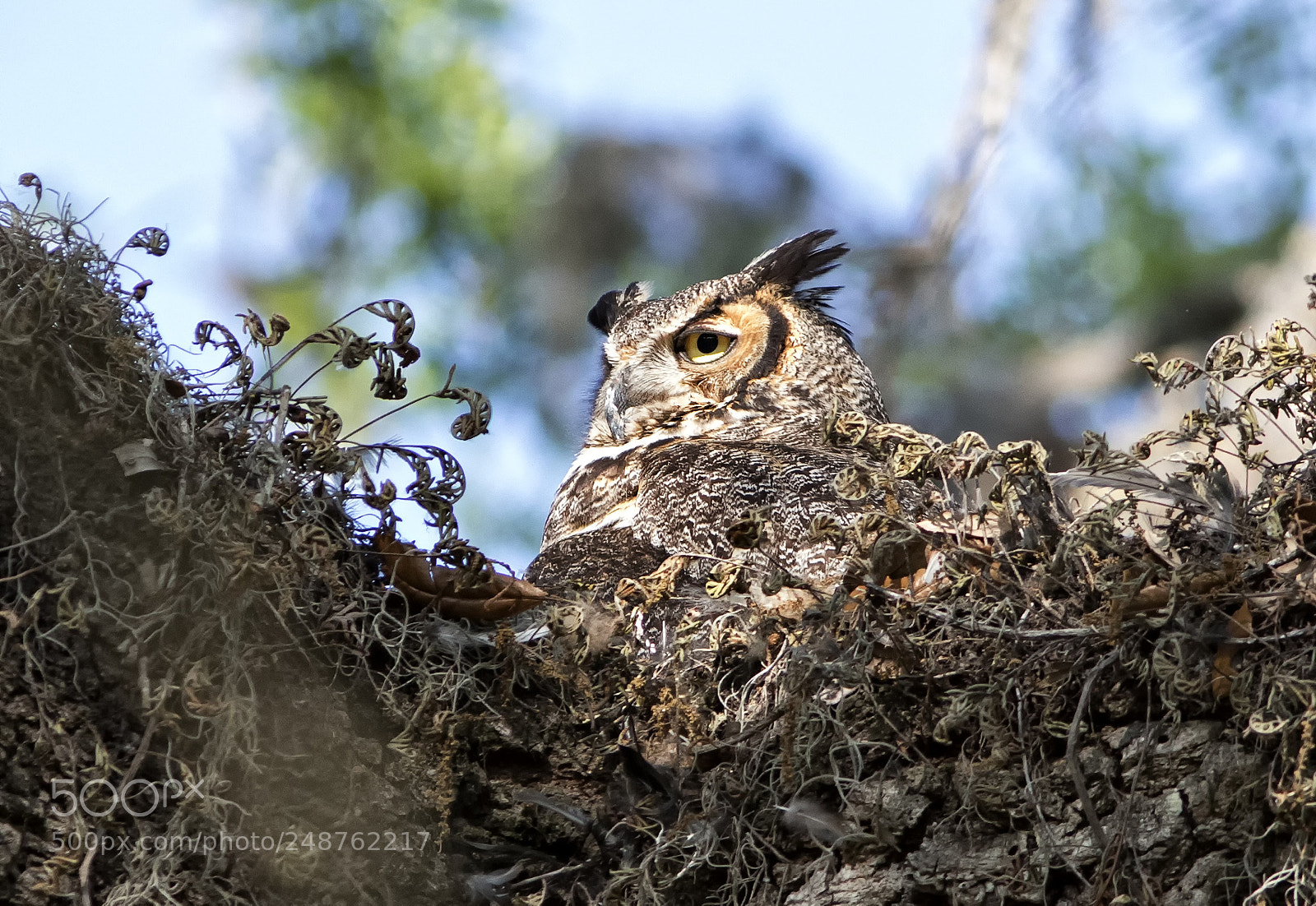 Canon EOS 7D Mark II sample photo. Great horned owl photography