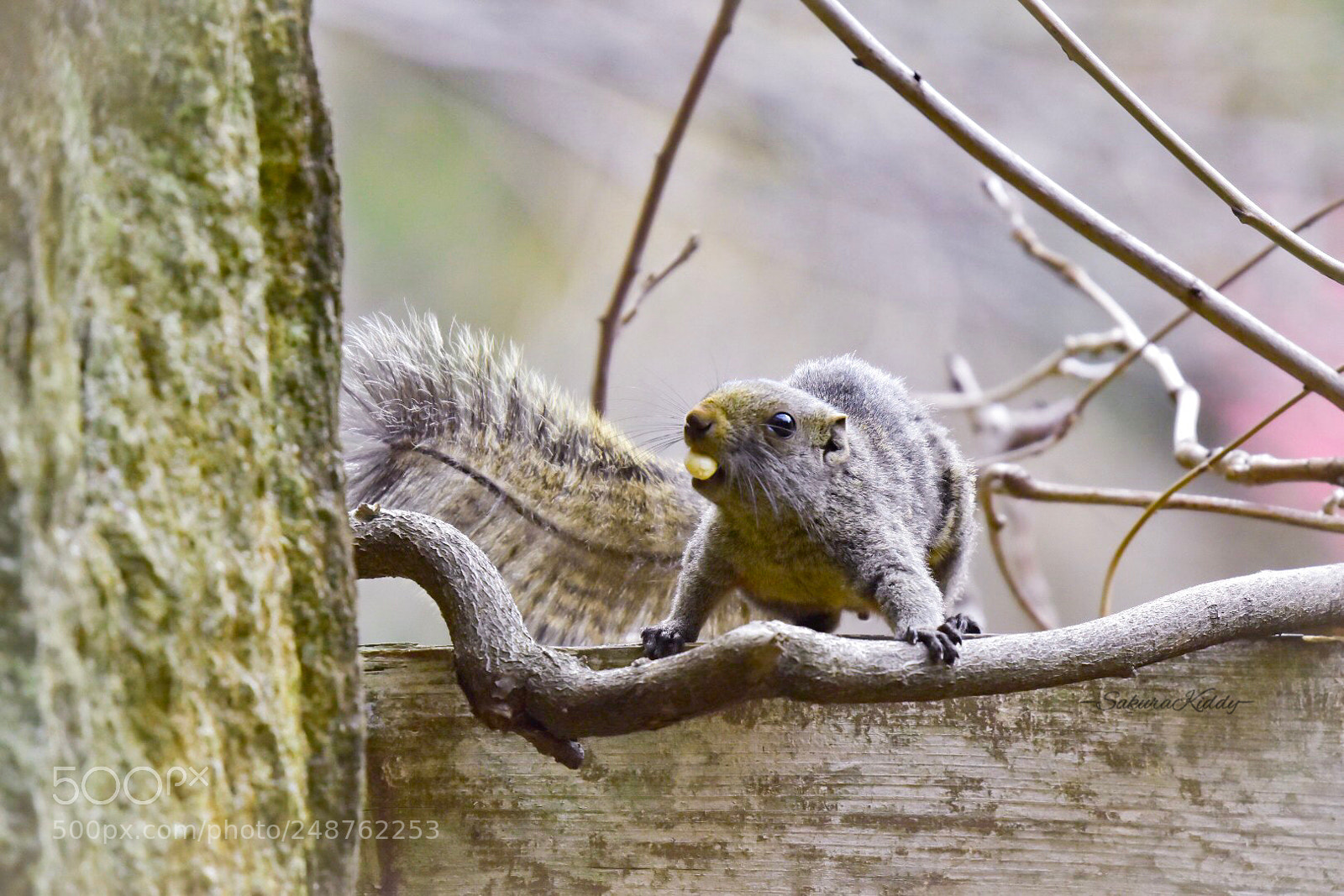 Nikon D5500 sample photo. Untitled photography