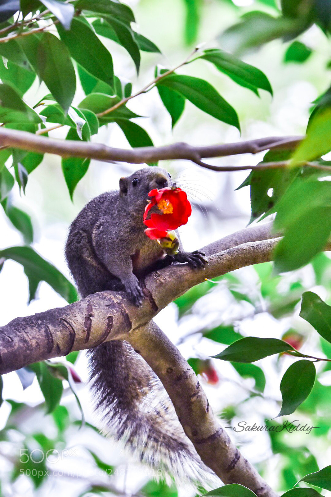 Nikon D5500 sample photo. Untitled photography