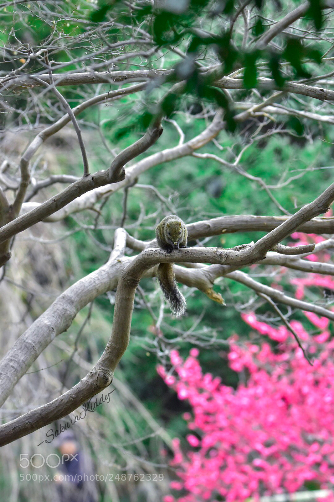 Nikon D5500 sample photo. Untitled photography