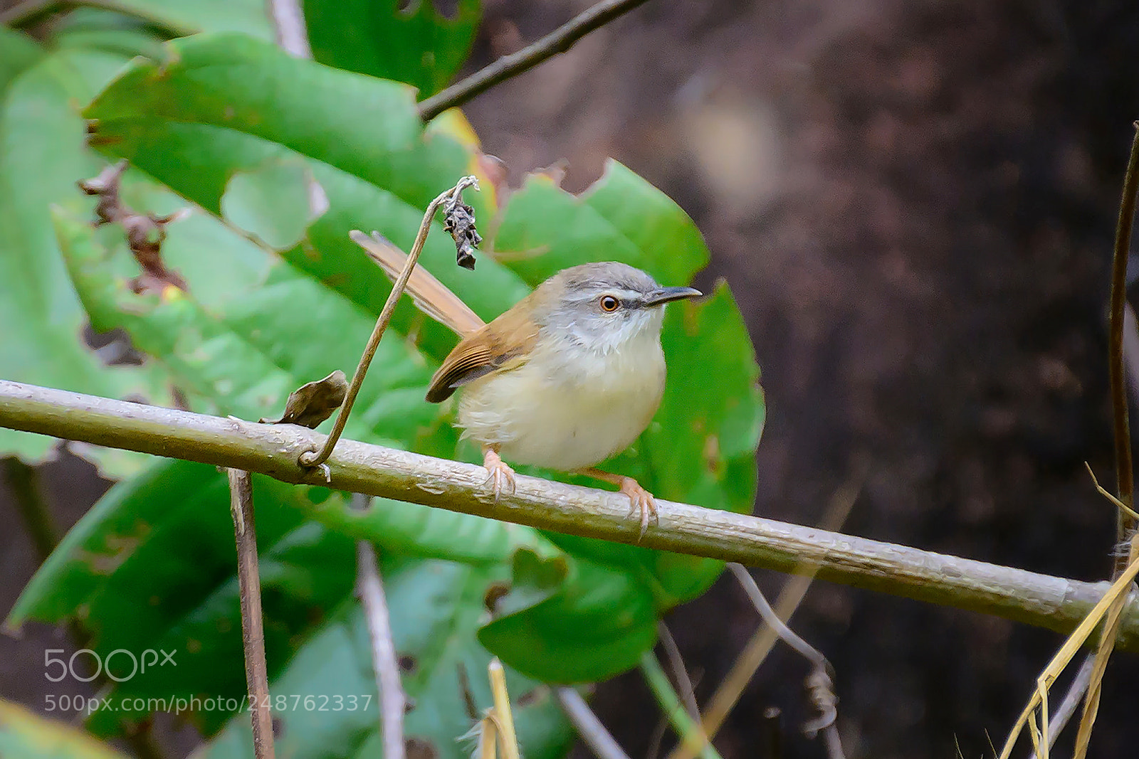 Nikon D7100 sample photo. Plain prinia photography