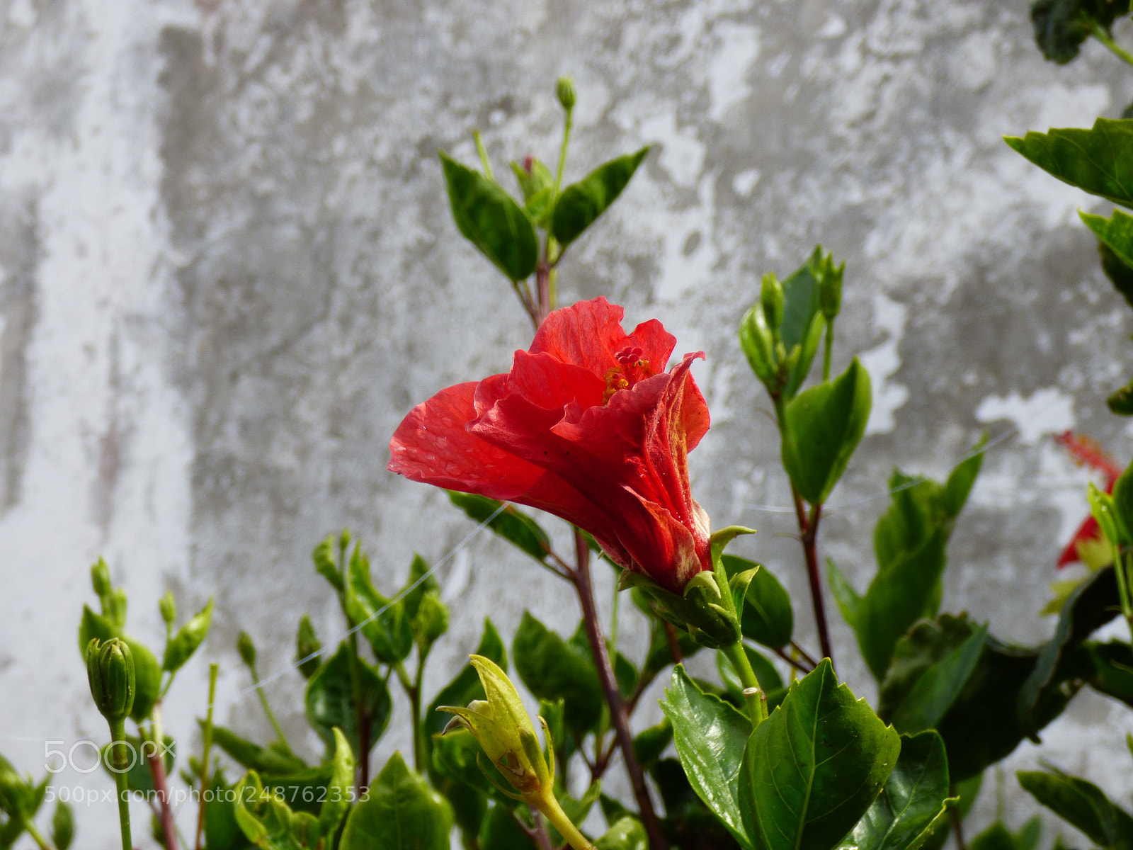 Panasonic DMC-FZ72 sample photo. Nature of sao miguel photography