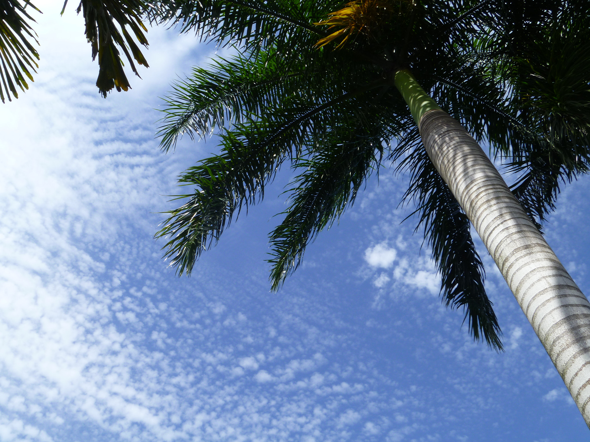 Panasonic DMC-TS10 sample photo. Looking at the sky from under the palm tree photography