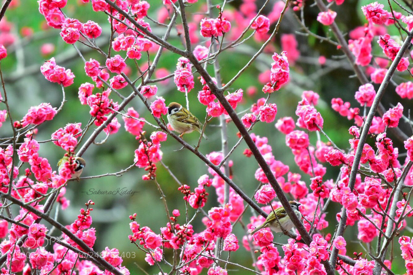 Nikon D5500 sample photo. Untitled photography