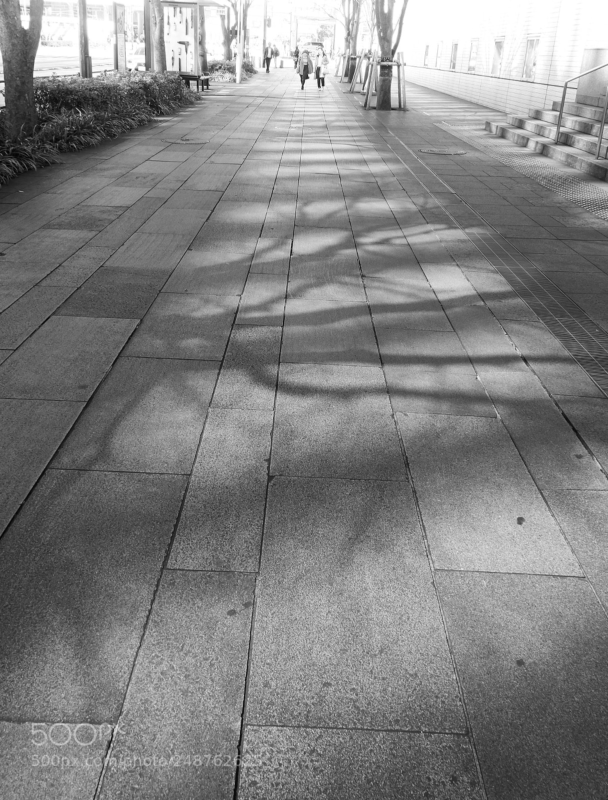 Sony Cyber-shot DSC-RX100 II sample photo. Tree shadows on a photography