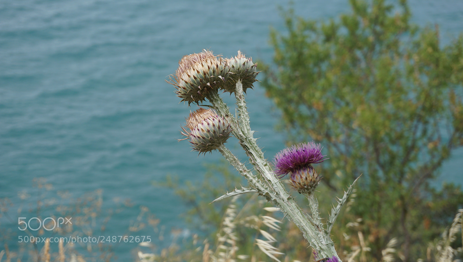Sony a6000 sample photo. Flower ? photography