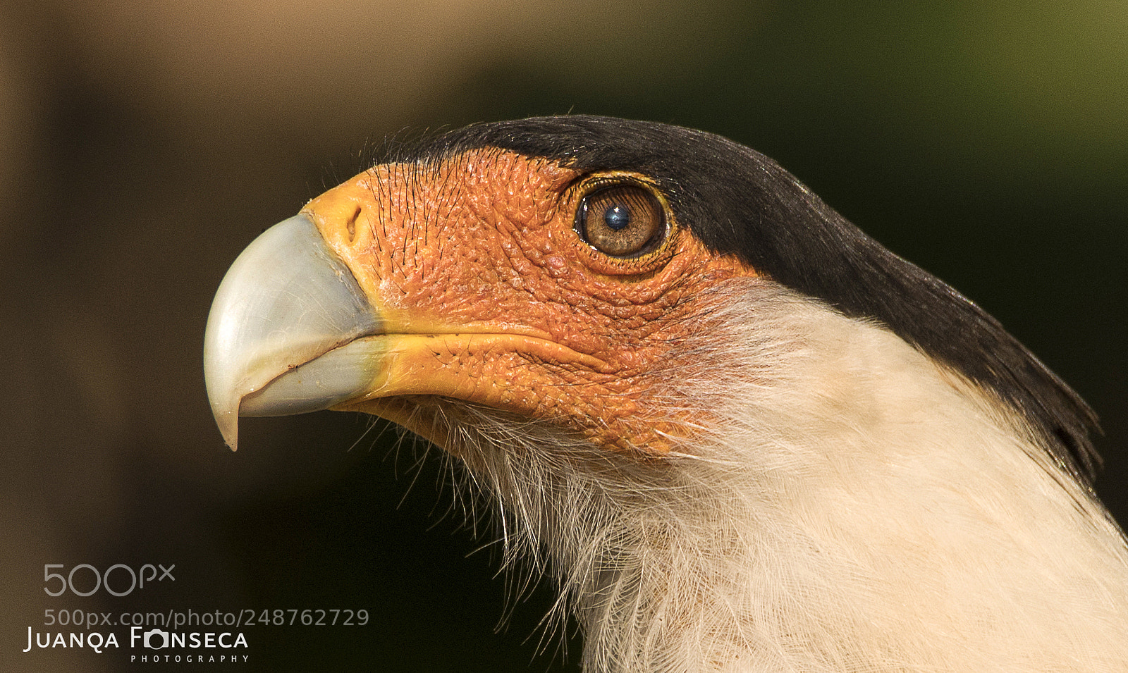 Sony a99 II sample photo. Caracara photography