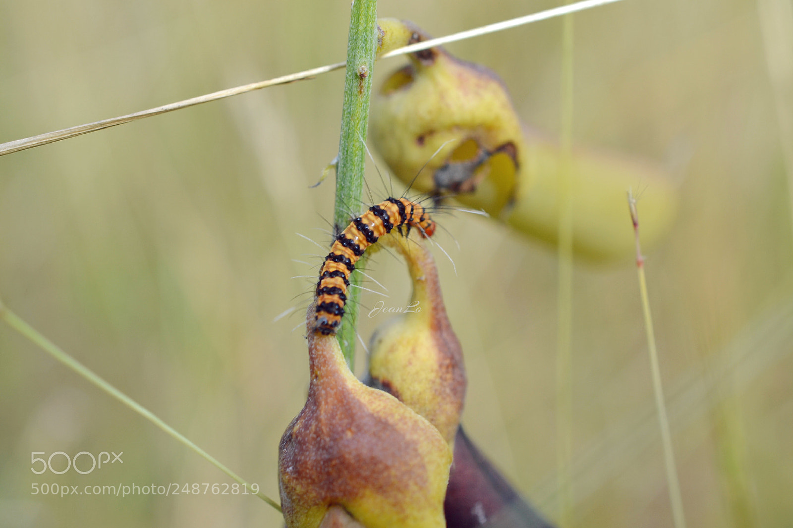 Nikon D3100 sample photo. Spicy caterpillar photography