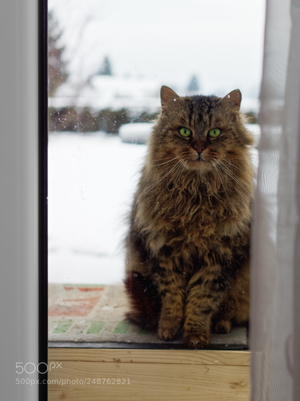 Olympus OM-D E-M1 Mark II sample photo. Let me in ! photography