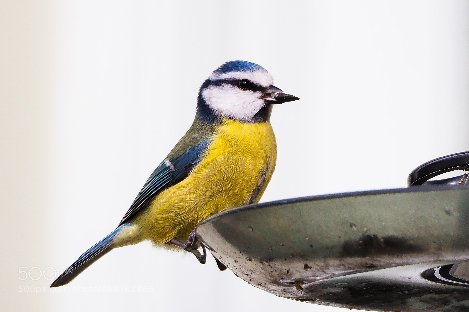Olympus OM-D E-M10 II sample photo. Blue tit in spring photography