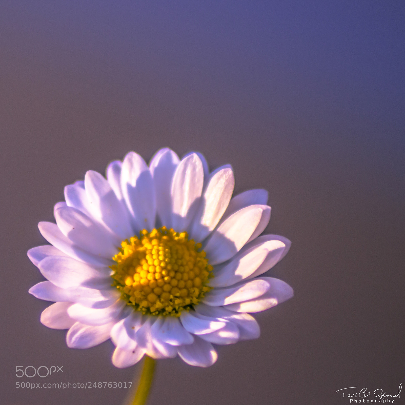 Canon EOS 700D (EOS Rebel T5i / EOS Kiss X7i) sample photo. Flower photography