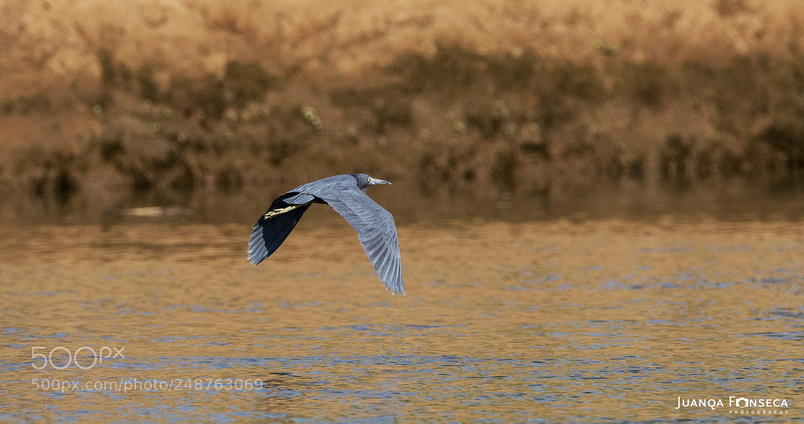 Sony a99 II sample photo. Little blue heron photography