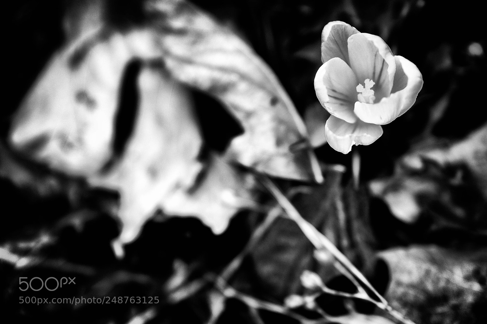 Fujifilm X-T10 sample photo. Almost spring photography