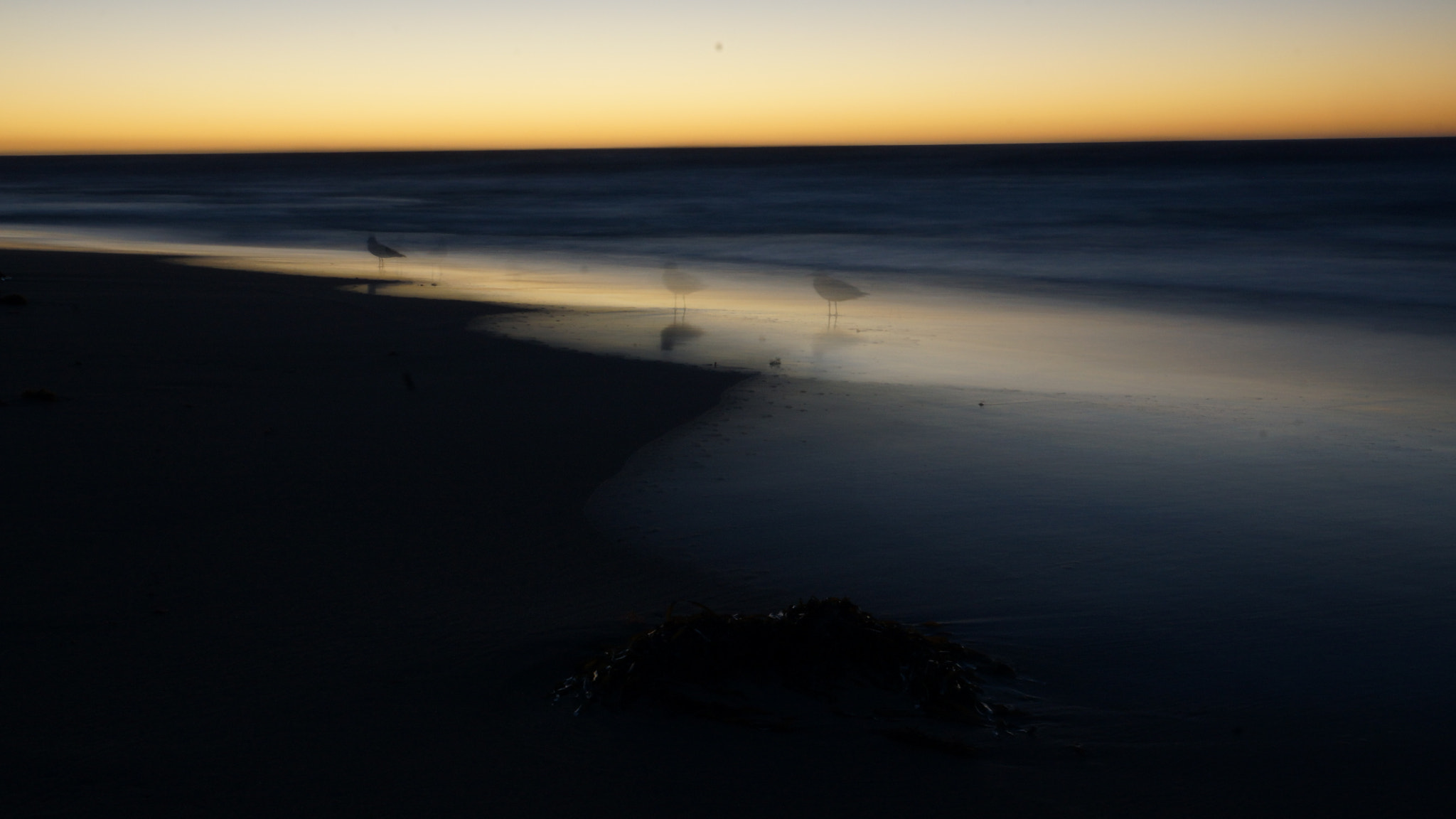Sony SLT-A77 + Sony DT 16-50mm F2.8 SSM sample photo. Sunset seagulls photography