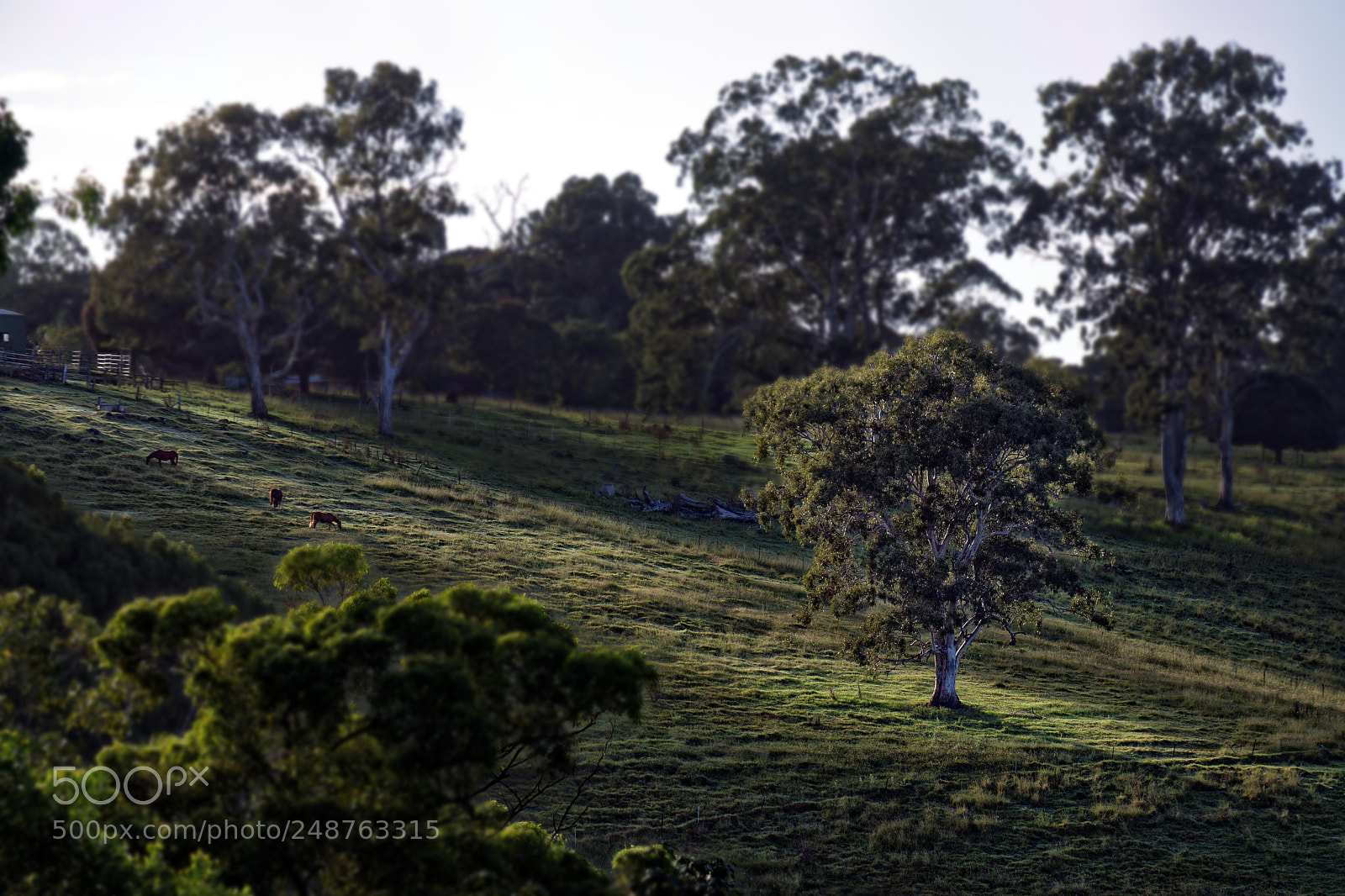 Canon EOS 80D sample photo. Sunrise on the farm photography
