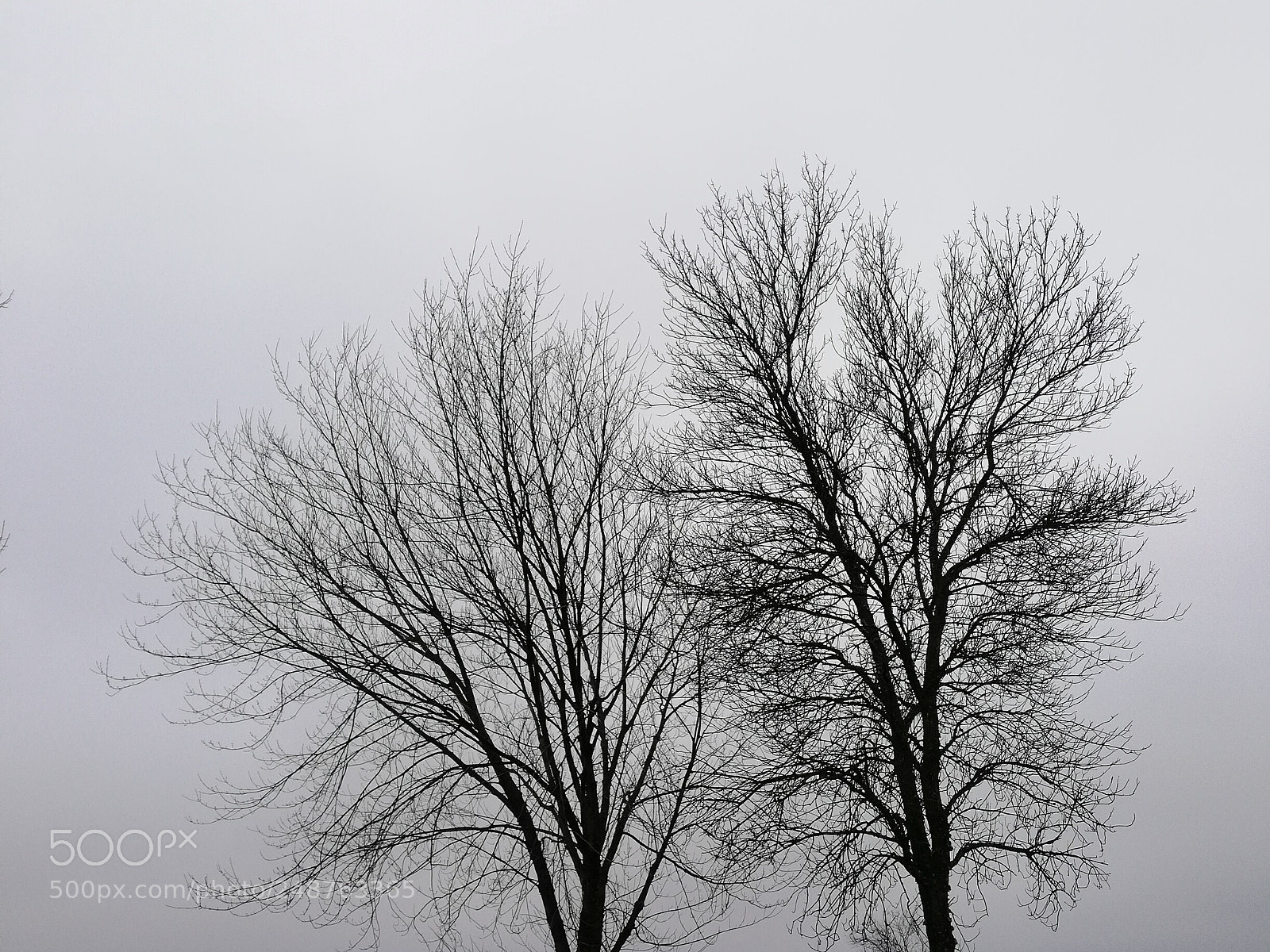 HUAWEI Mate 10 Lite sample photo. Trees in the mist 3 photography