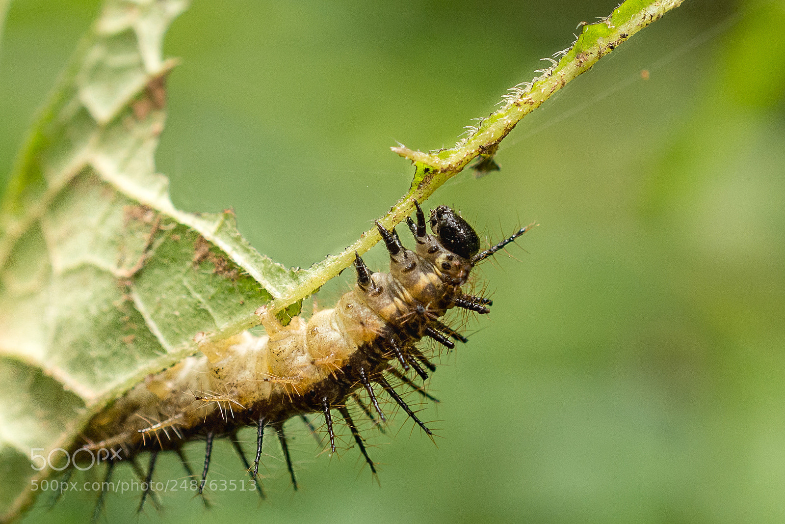 Nikon D7200 sample photo. Hungry photography