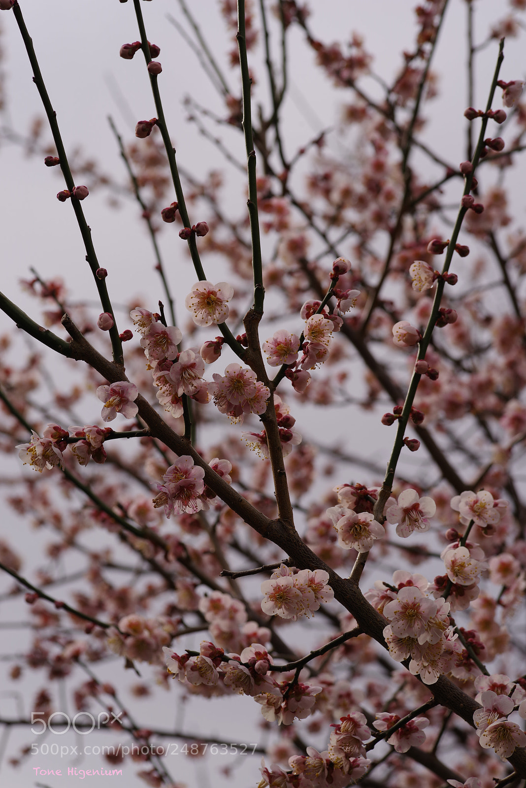 Pentax K-1 sample photo. Ume fully out photography