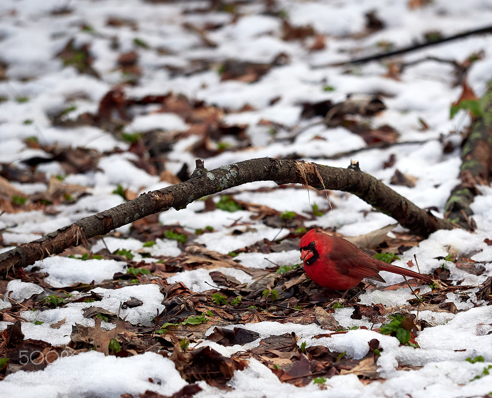 Olympus OM-D E-M1 Mark II sample photo. Cardinal photography