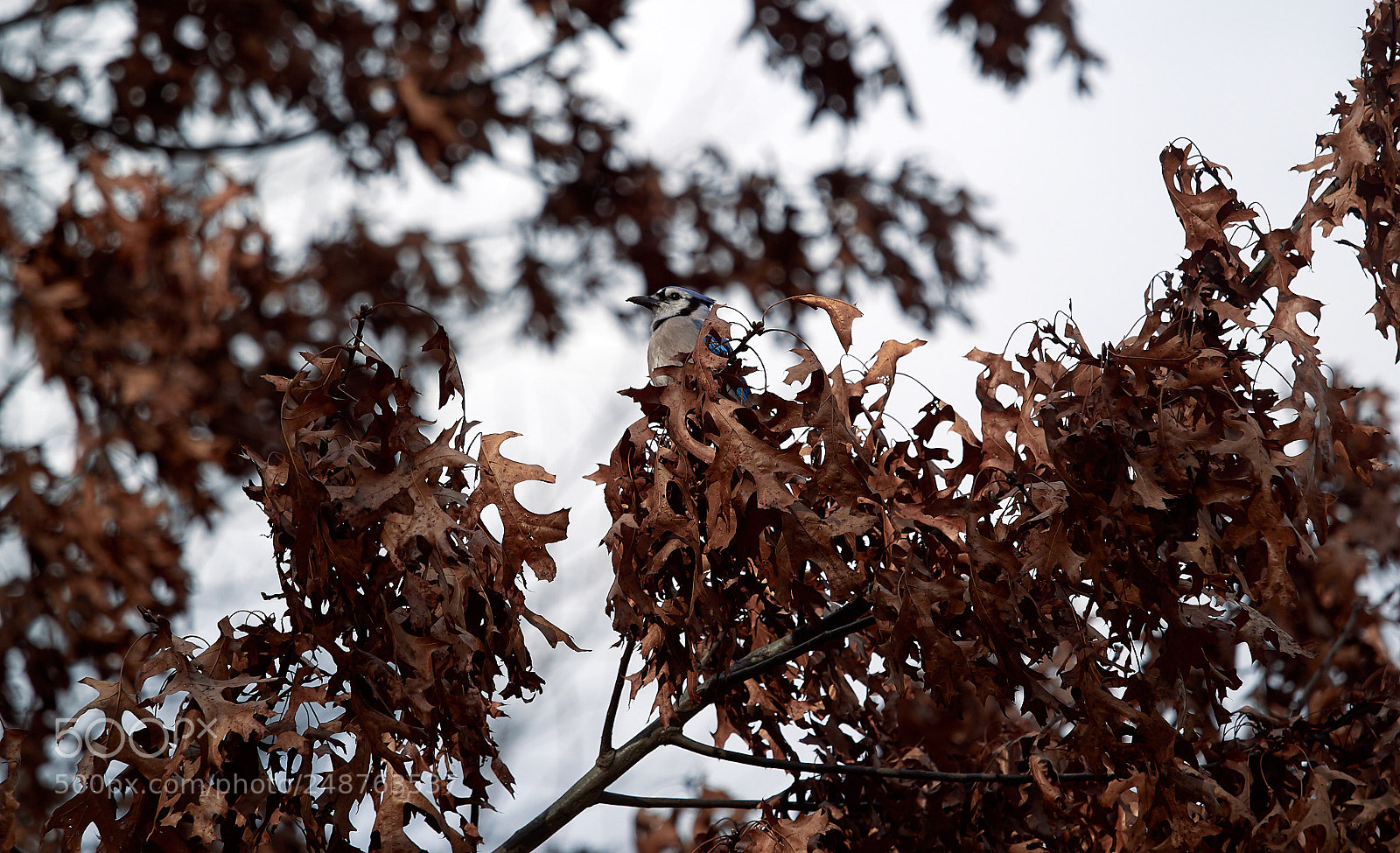 Olympus OM-D E-M1 Mark II sample photo. Blue jay photography