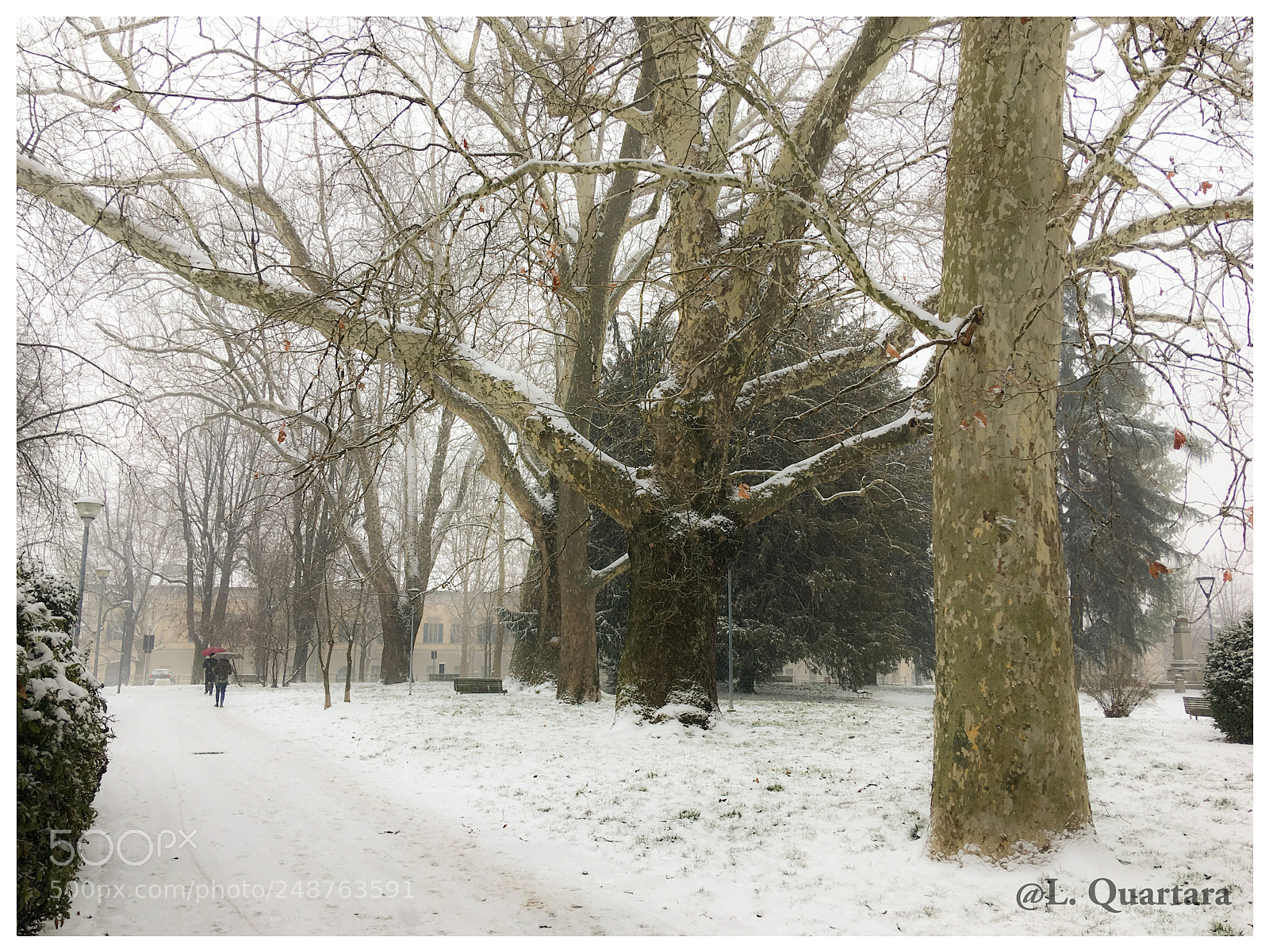 Apple iPhone SE sample photo. Parco di novara alberi photography