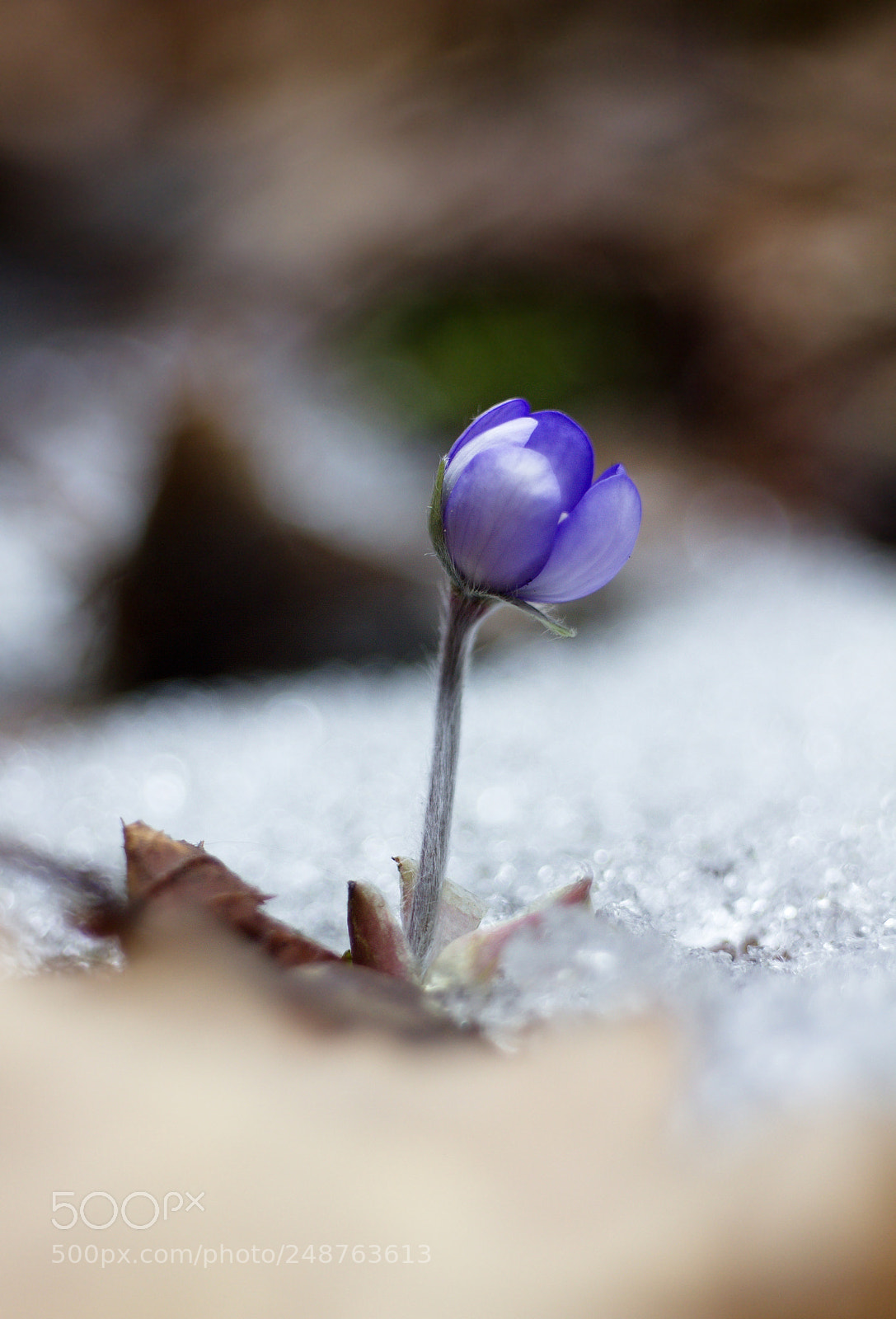 Canon EOS 550D (EOS Rebel T2i / EOS Kiss X4) sample photo. First of spring. photography