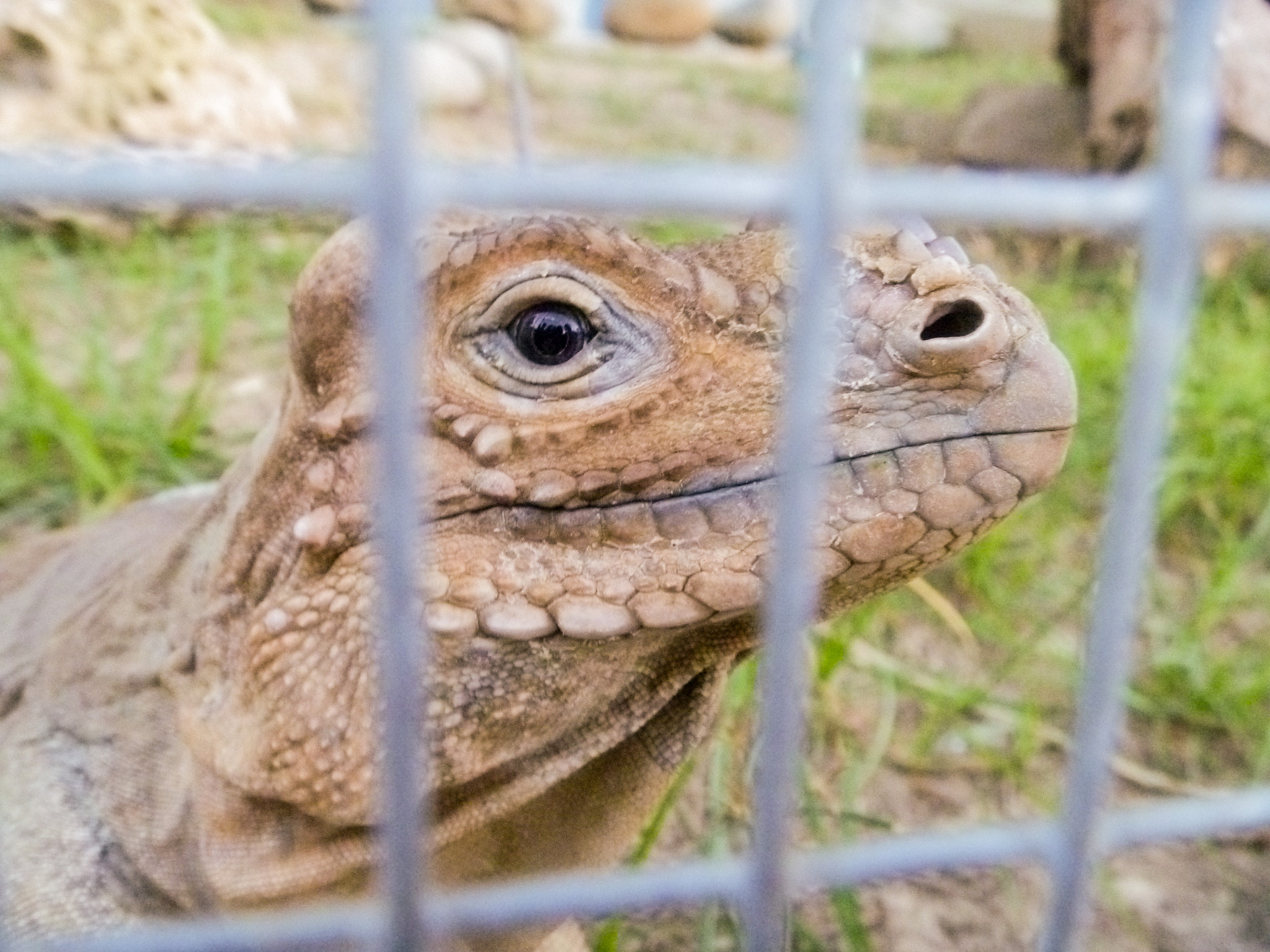 Panasonic DMC-TS10 sample photo. Iguana looking thru the wiremesh photography