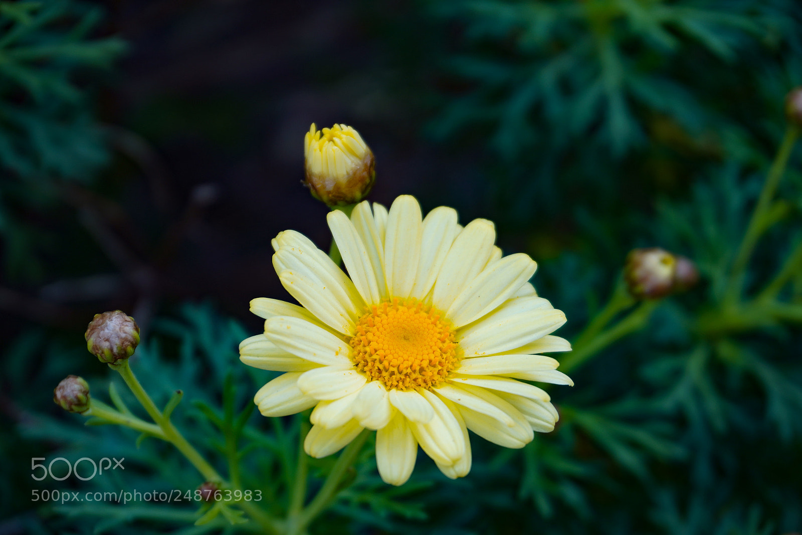 Sony a7R III sample photo. Yellow daisy photography