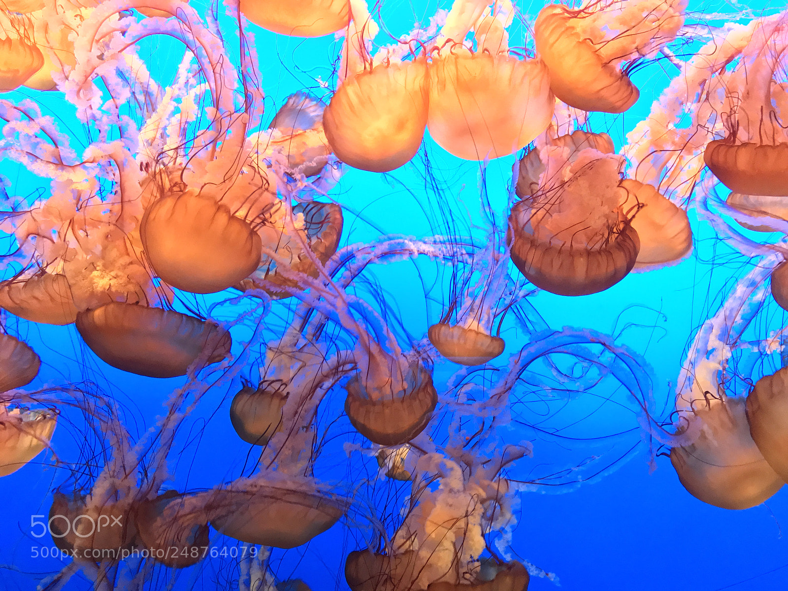 Apple iPhone 7 sample photo. Jellyfish photography