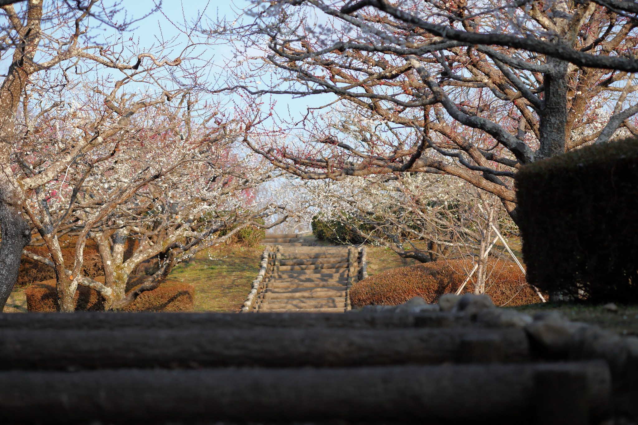 Canon EF 100mm F2.8 Macro USM sample photo. Iwamoto mountain park photography