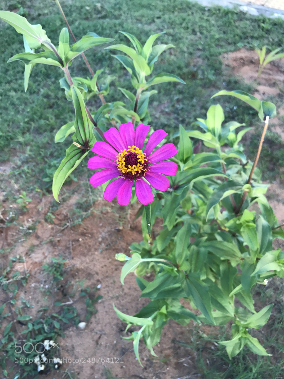 Apple iPhone 7 sample photo. Untitled photography