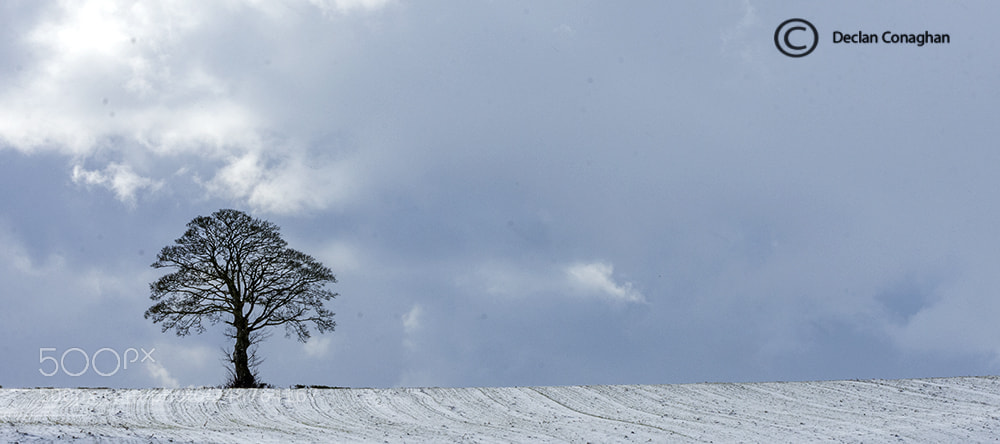 Nikon D7200 sample photo. Tree photography